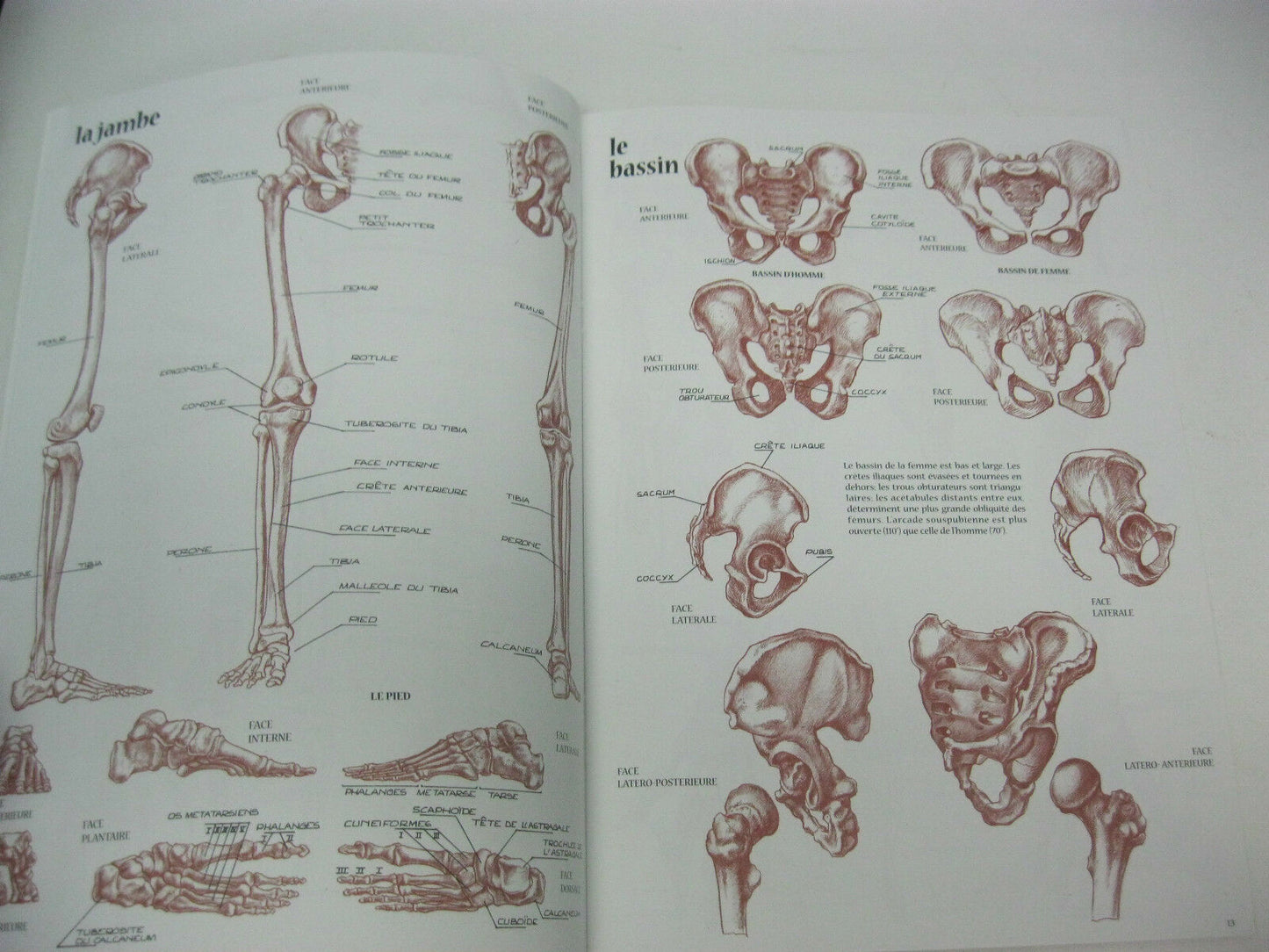 Collection Leonardo Vinciana Editions Anatomie Pour Artistes #4